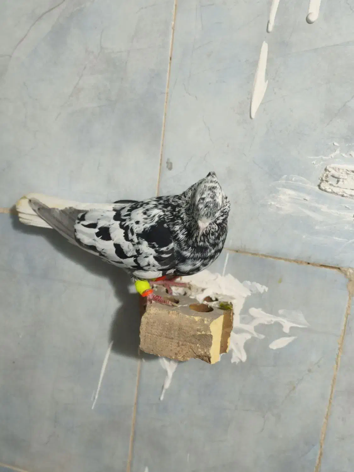 کبوتر|پرنده|دزفول, |دیوار