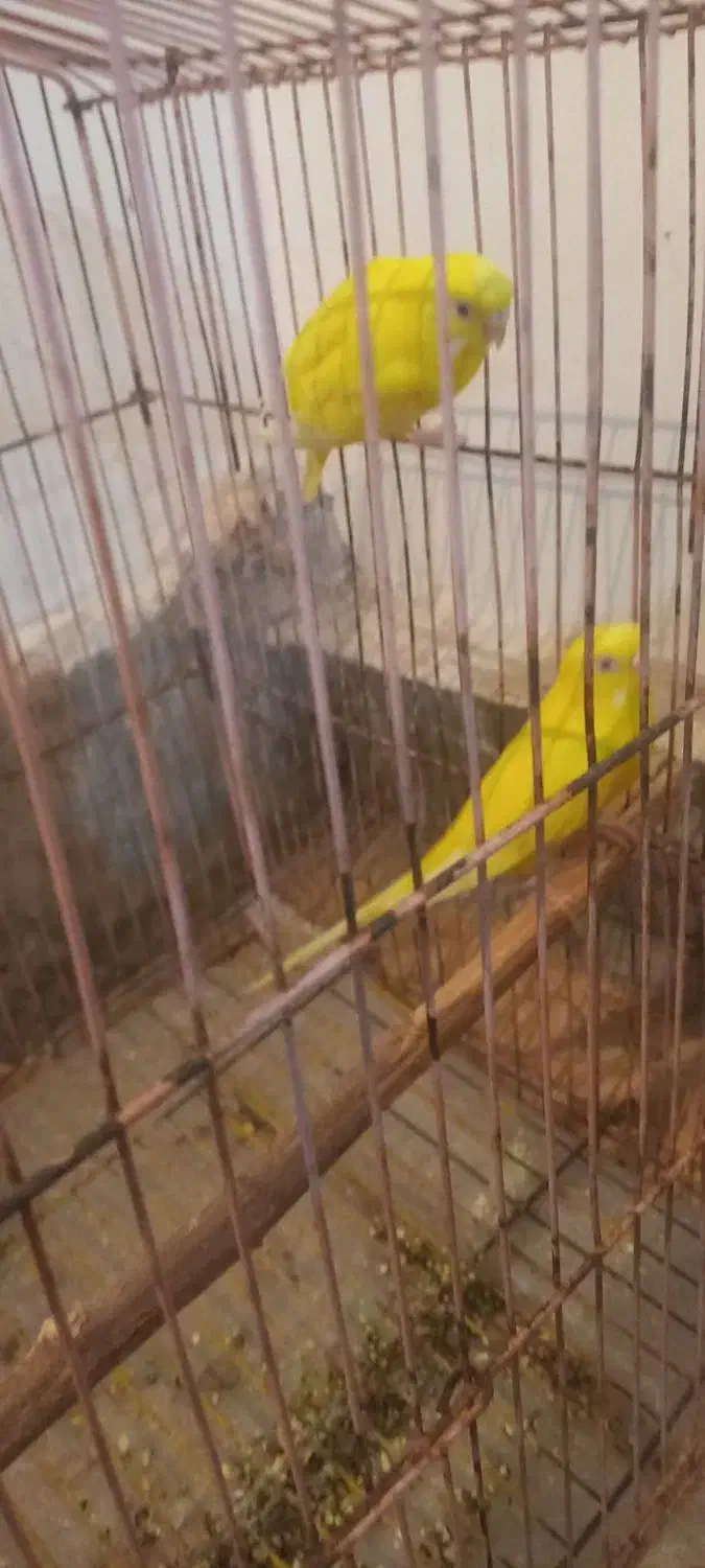 یه جفت مرغ عشق هلندی به شرط تخم  نقدی معاوضه ندارم|پرنده|مسجد سلیمان, |دیوار