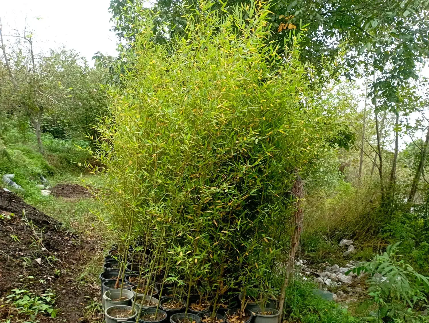 نی خیزران گلدانی|خدمات باغبانی و درختکاری|املش, |دیوار