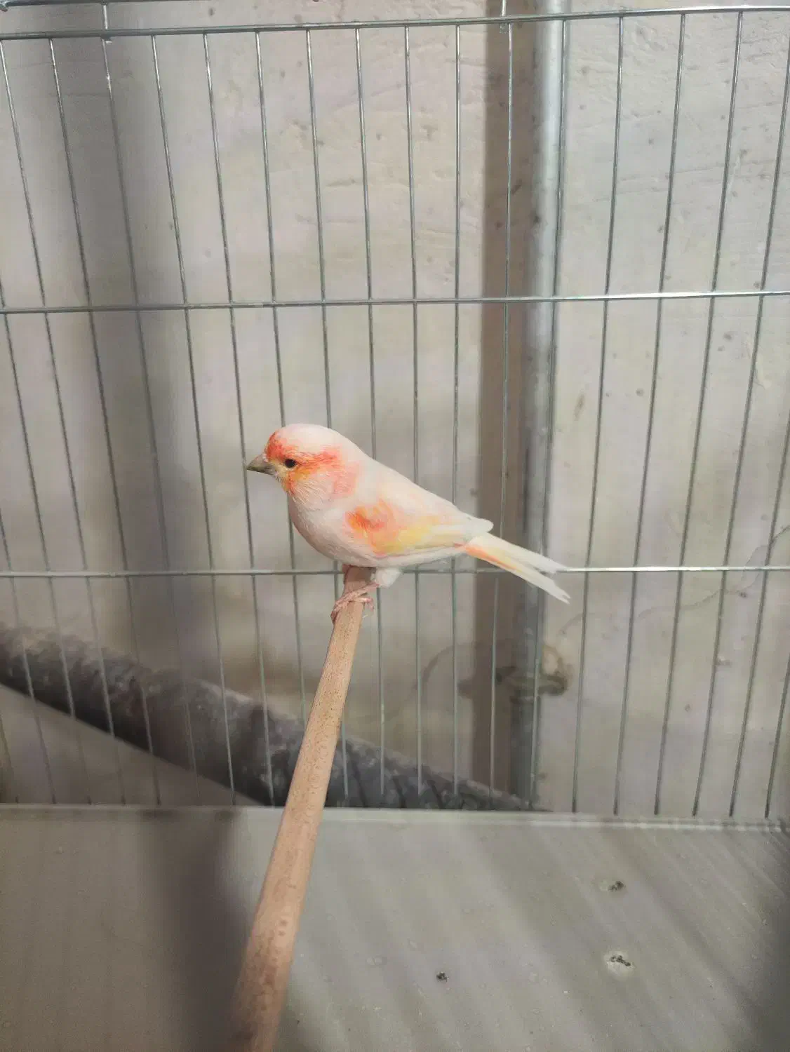 قناری موزائیکی نر مست|پرنده|تکاب, |دیوار