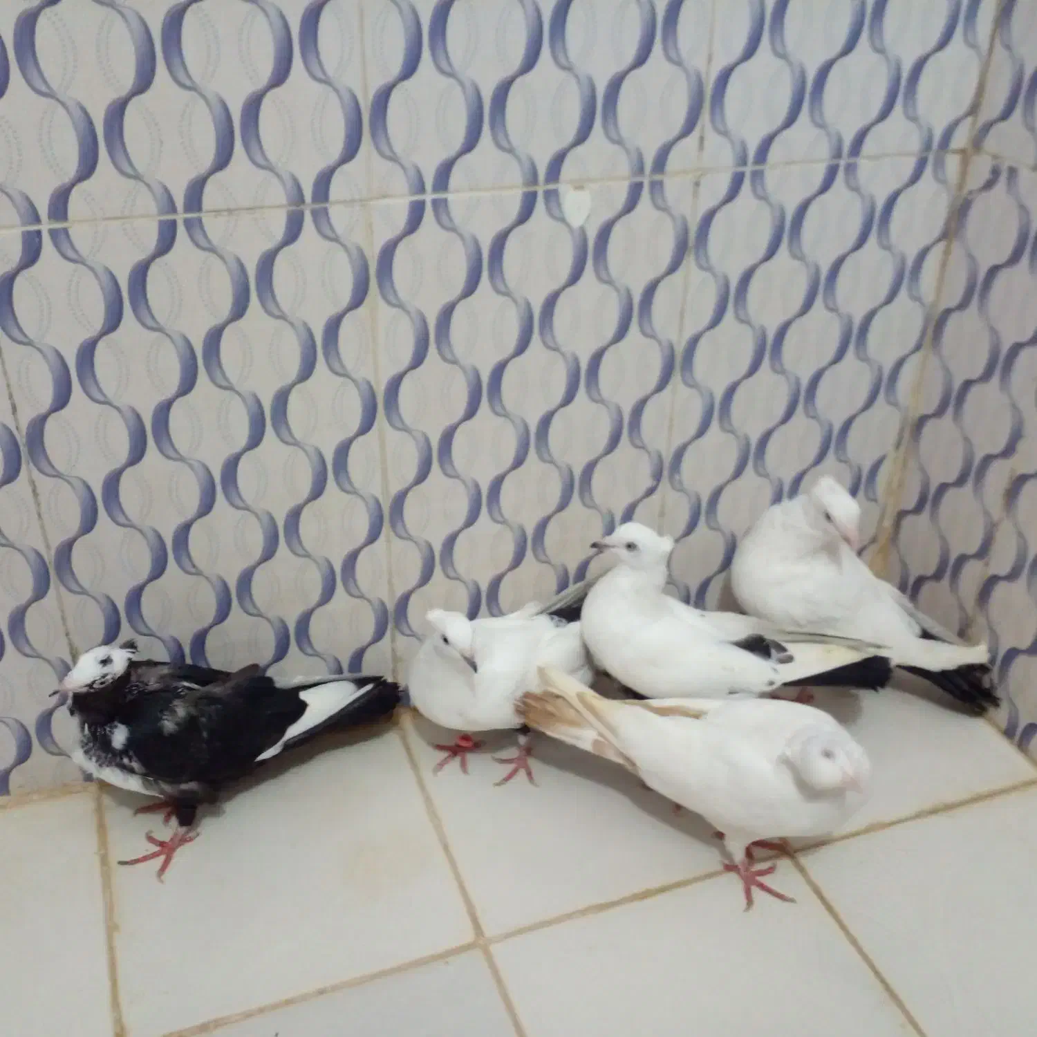 دم سیاه|پرنده|بندر ماهشهر, |دیوار