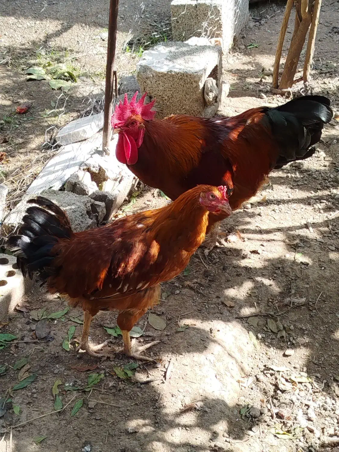 خروس و مرغ و جوجه محلی|حیوانات مزرعه|رامیان, |دیوار