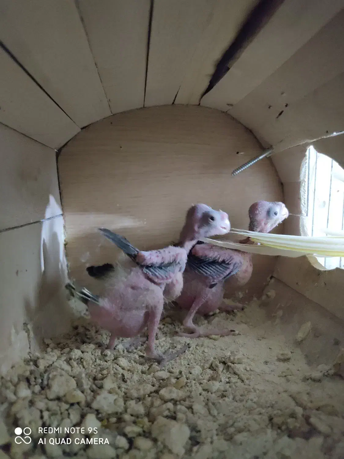 عروس هلندی مولد|پرنده|رفسنجان, |دیوار