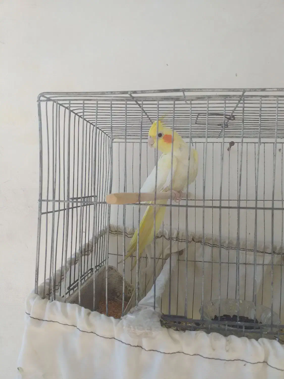 عروس هلندی|پرنده|گنبد کاووس, |دیوار