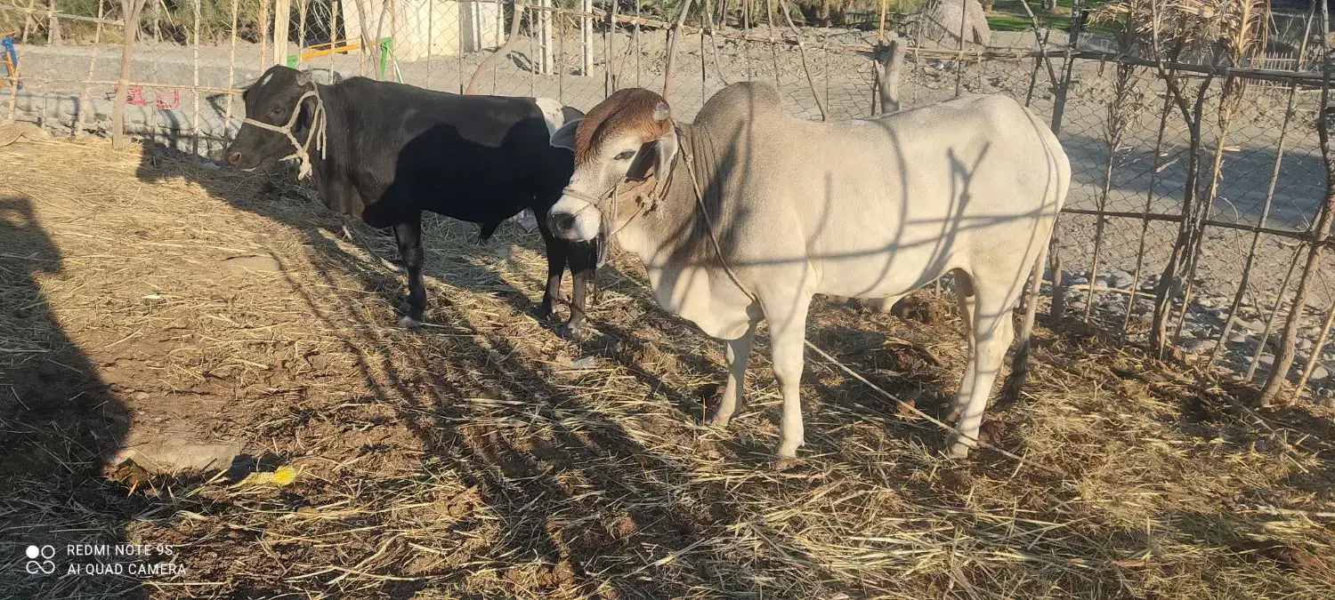 گاو نر دو تا برای قربانی|حیوانات مزرعه|کنارک, |دیوار