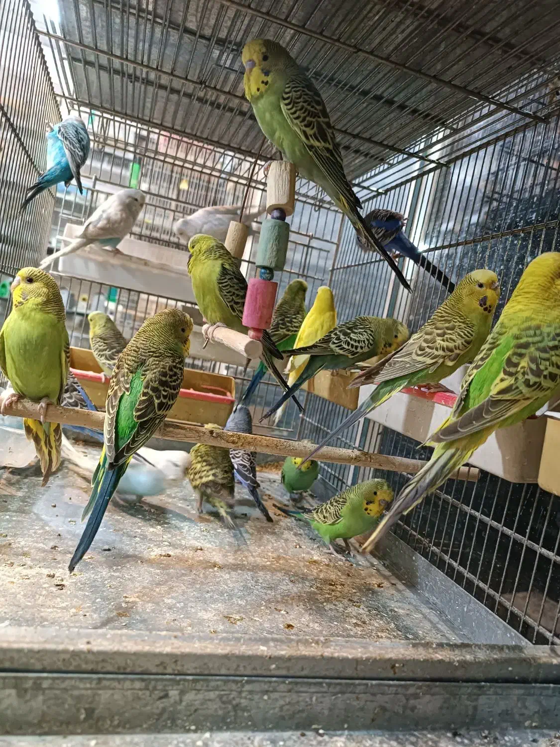 مرغ عشق انگلیسی|پرنده|اسلام‌شهر, مطهری|دیوار