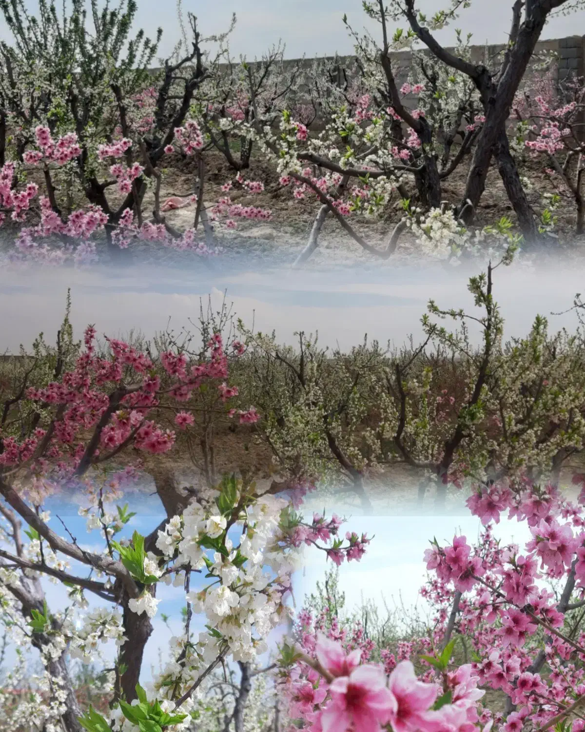 باغ چهاردیواری در رامجین سهیلیه|فروش خانه و ویلا|رامجین, |دیوار