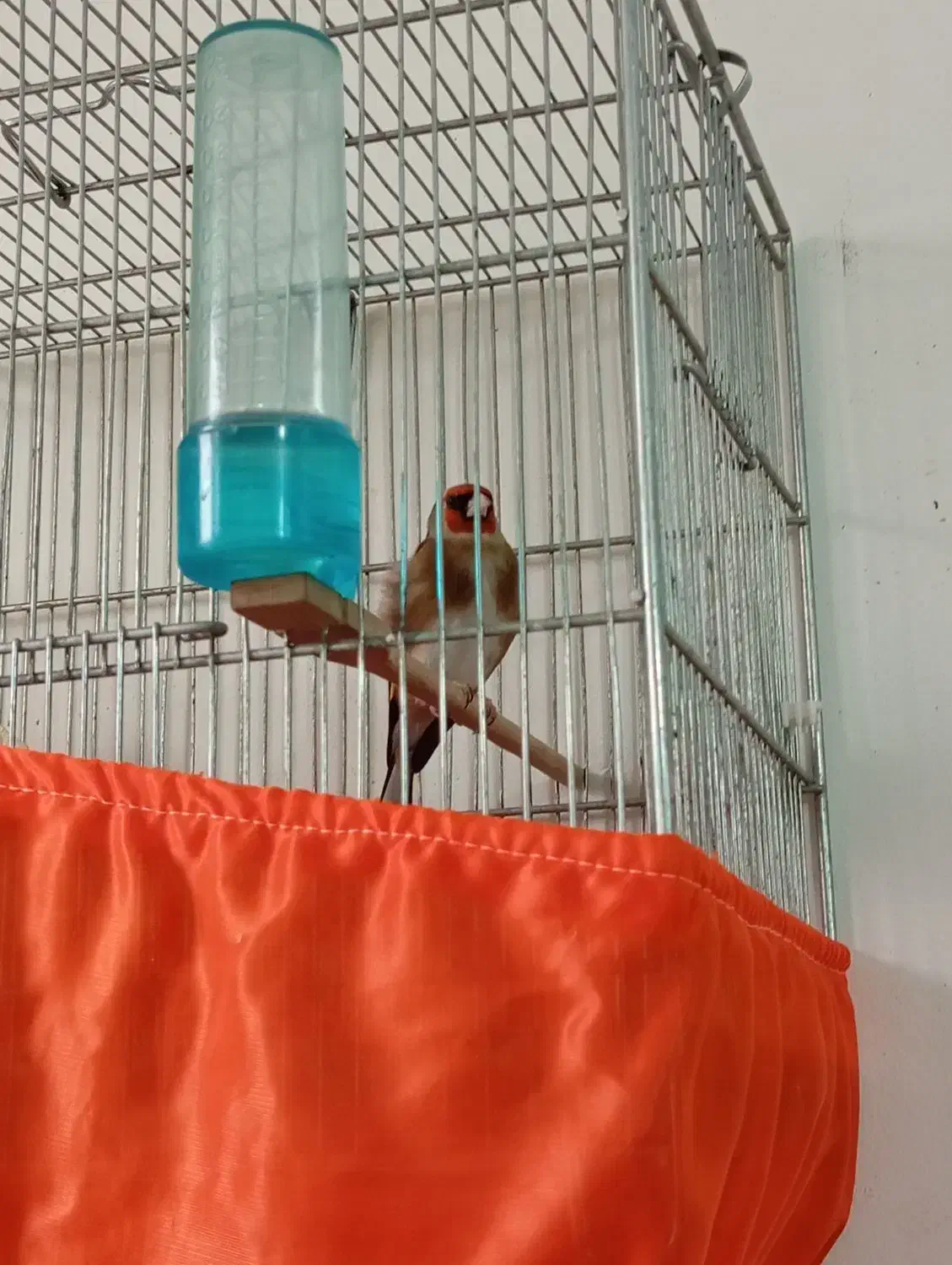 سهره زیبا،داغسر|پرنده|فشاپویه, |دیوار