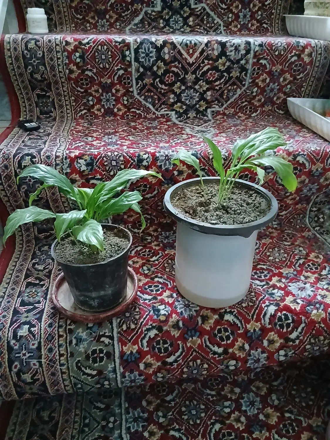 یوگا. نخل خرما. نهال پرتقال.نارنج. لیموشیرین و ترش|گل و گیاه طبیعی|کرمانشاه, |دیوار