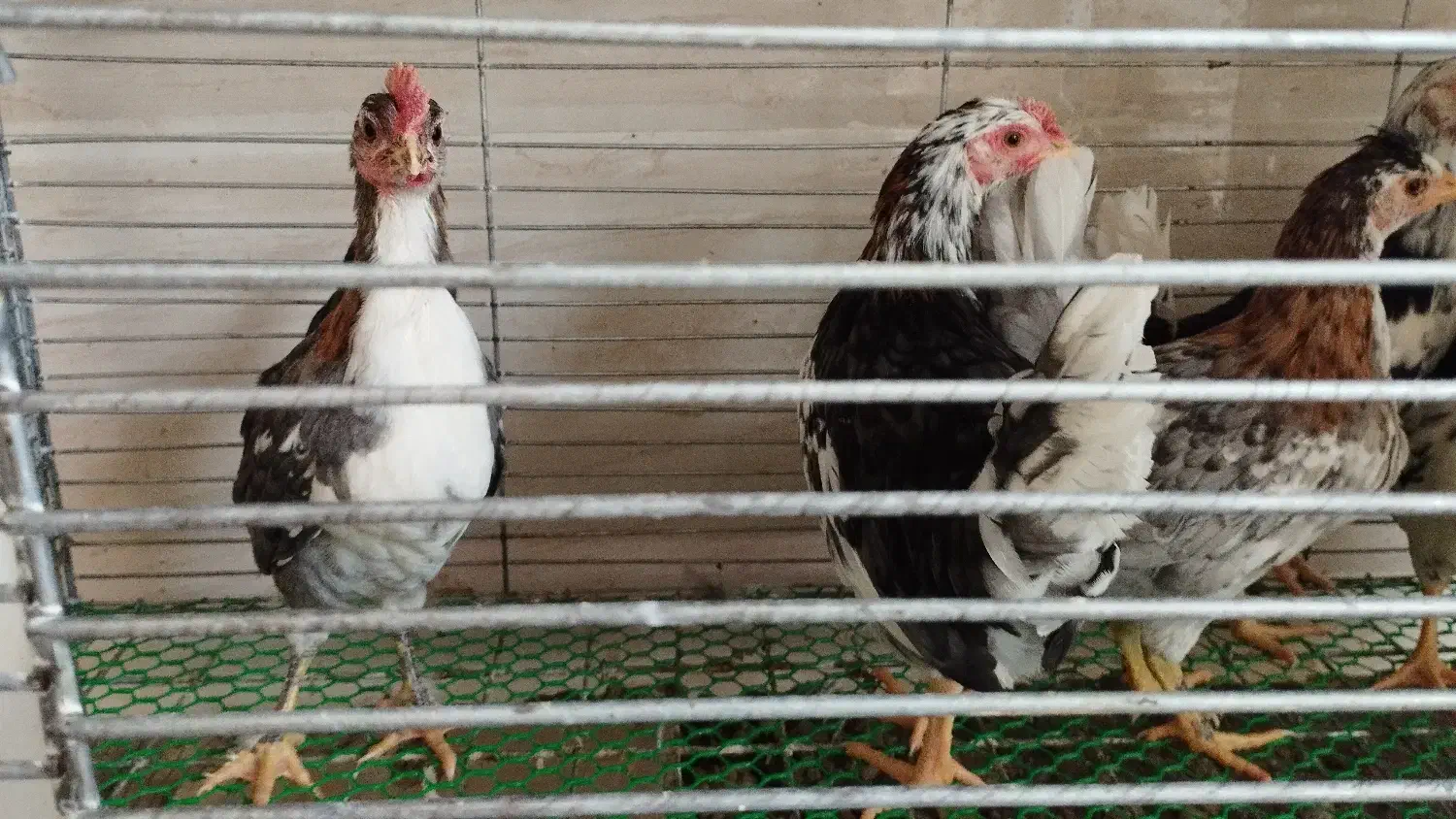 برهما و گلین و اردک مگ مگی|حیوانات مزرعه|بابل, |دیوار