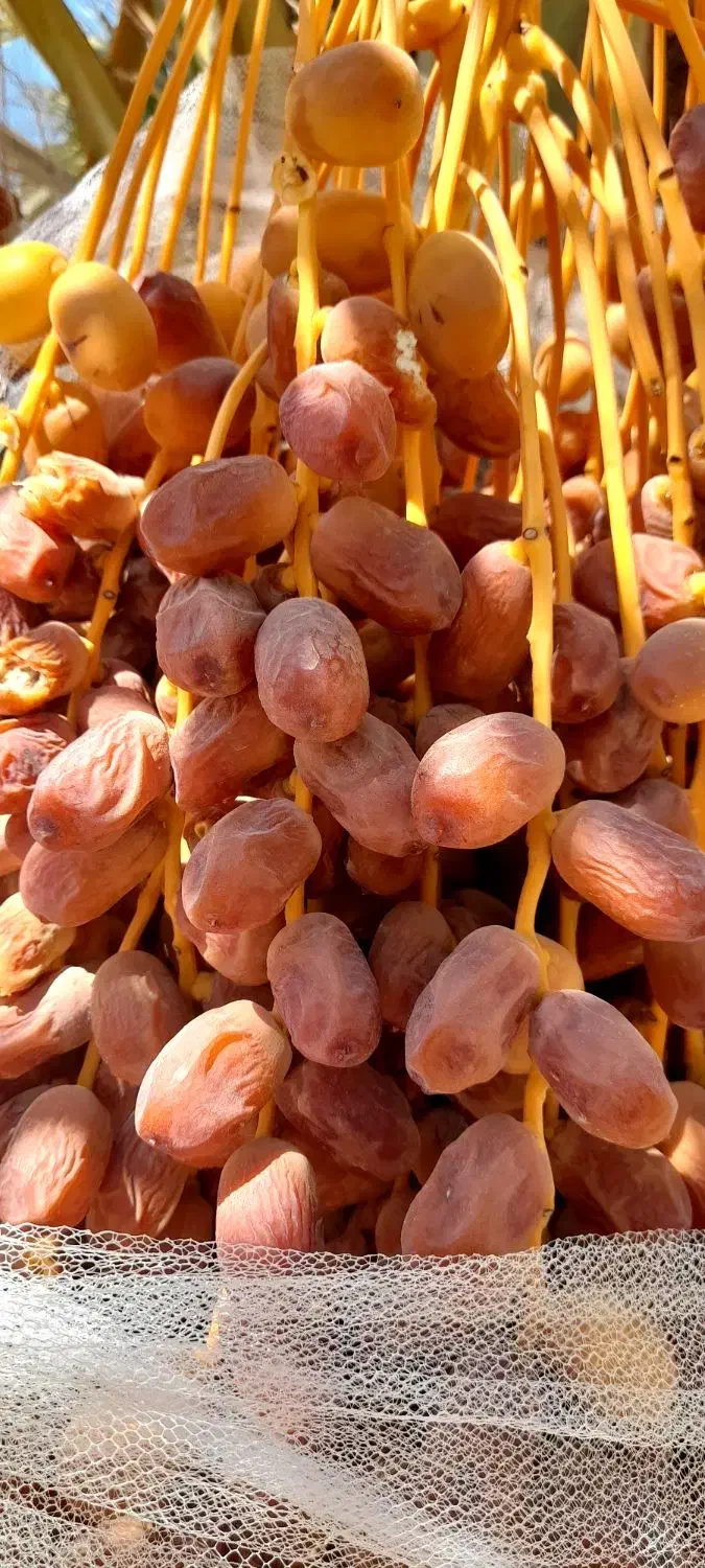 خرما زاهدی،قصب|خوردنی و آشامیدنی|شیراز, تاچارا|دیوار