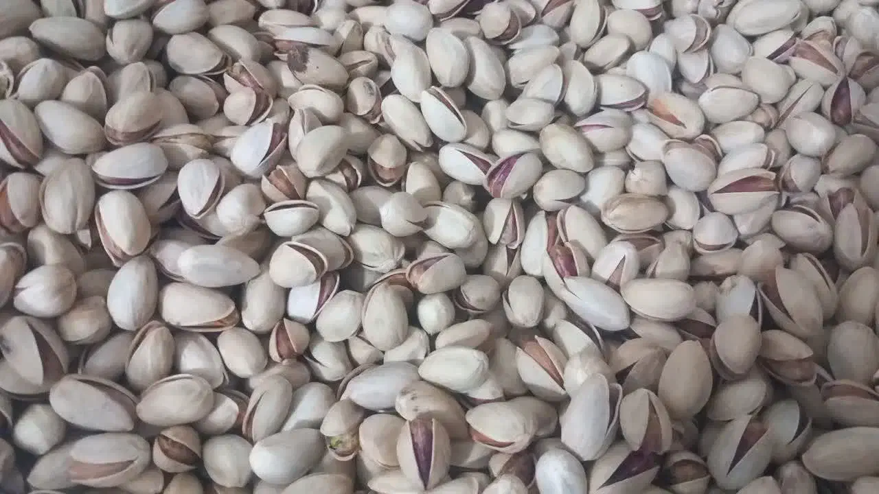پسته احمد آقایی تازه|خوردنی و آشامیدنی|قم, دورشهر|دیوار