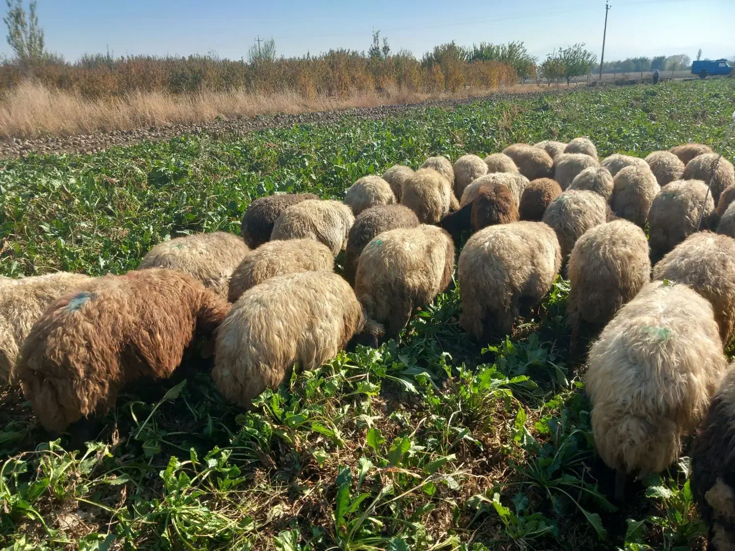 با سلام فروش ۴۵راس میش آبستن سنگین یکشم زاییده|حیوانات مزرعه|محمدبار, |دیوار