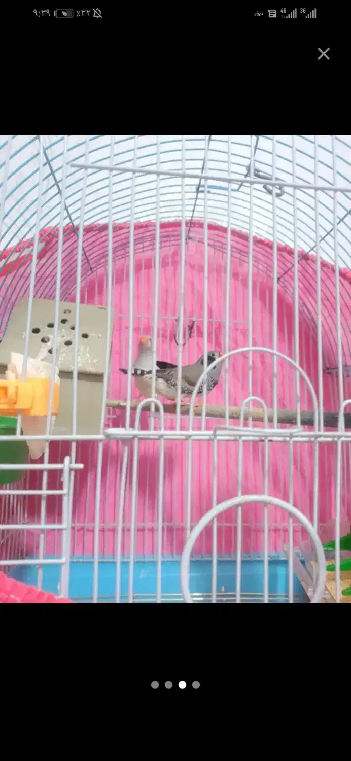 یه جفت فنج نروماده باقفس ولوازم 600|پرنده|خرم‌آباد, |دیوار