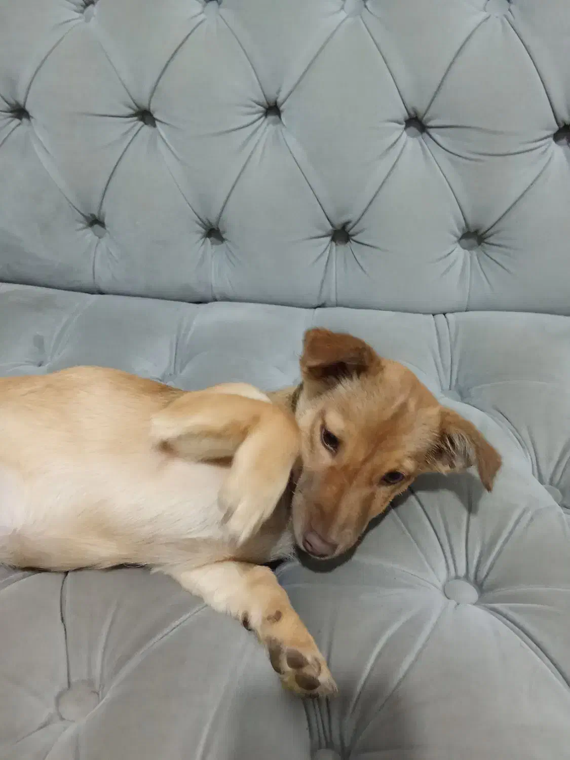 واگزاریسگسایزگربه|سگ|مشهد, سجاد شهر|دیوار