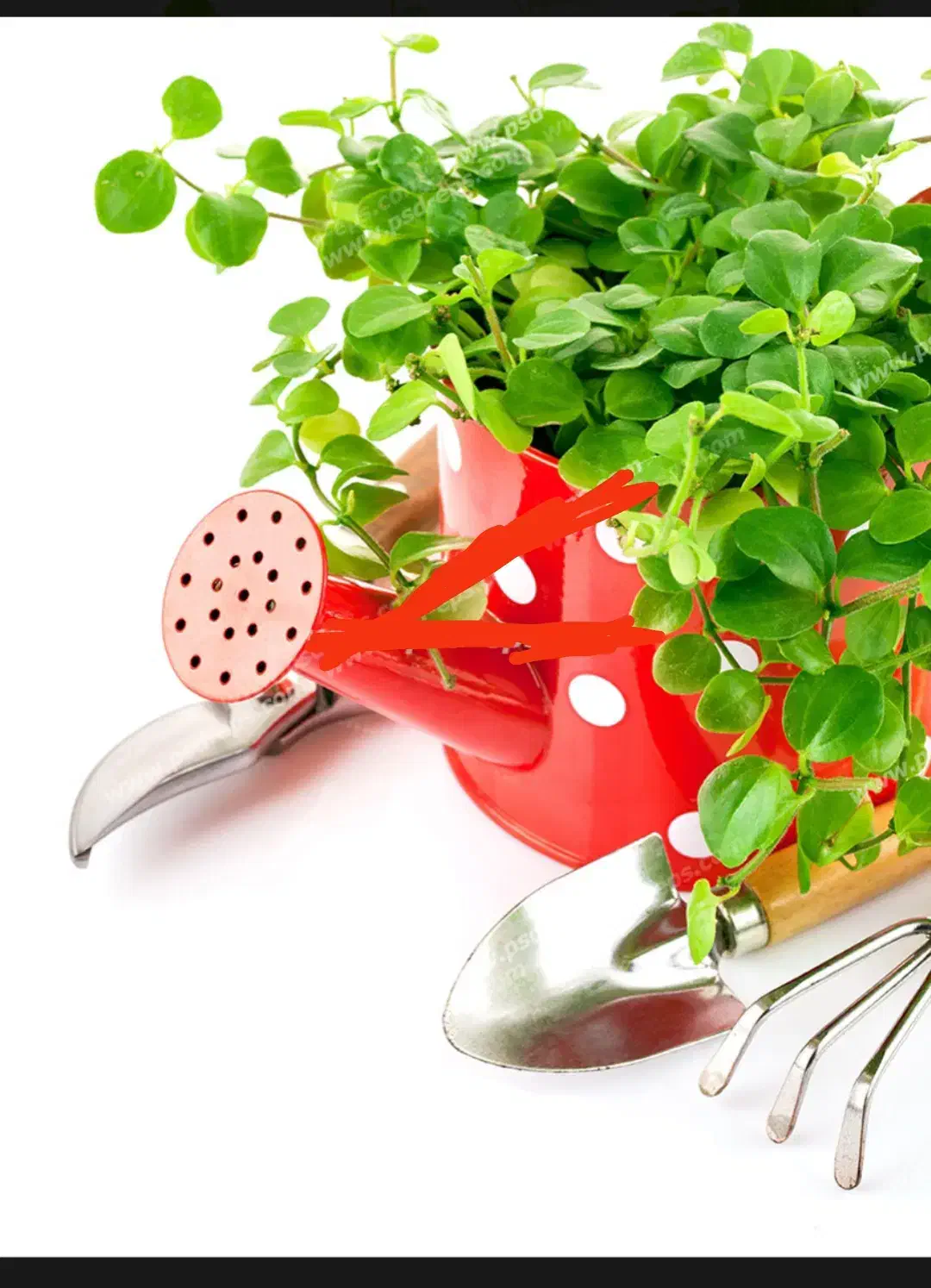 خدمات باغبانی با مدرک معتبر فنی حرفه ای اسدی|خدمات باغبانی و درختکاری|قم, نیروگاه|دیوار