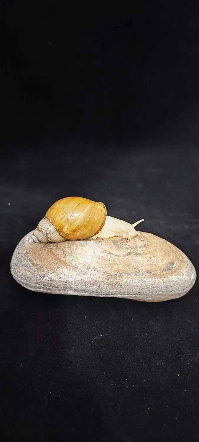 واگذاری تعدادی حلزون چاباتای|خزنده|قشم, |دیوار