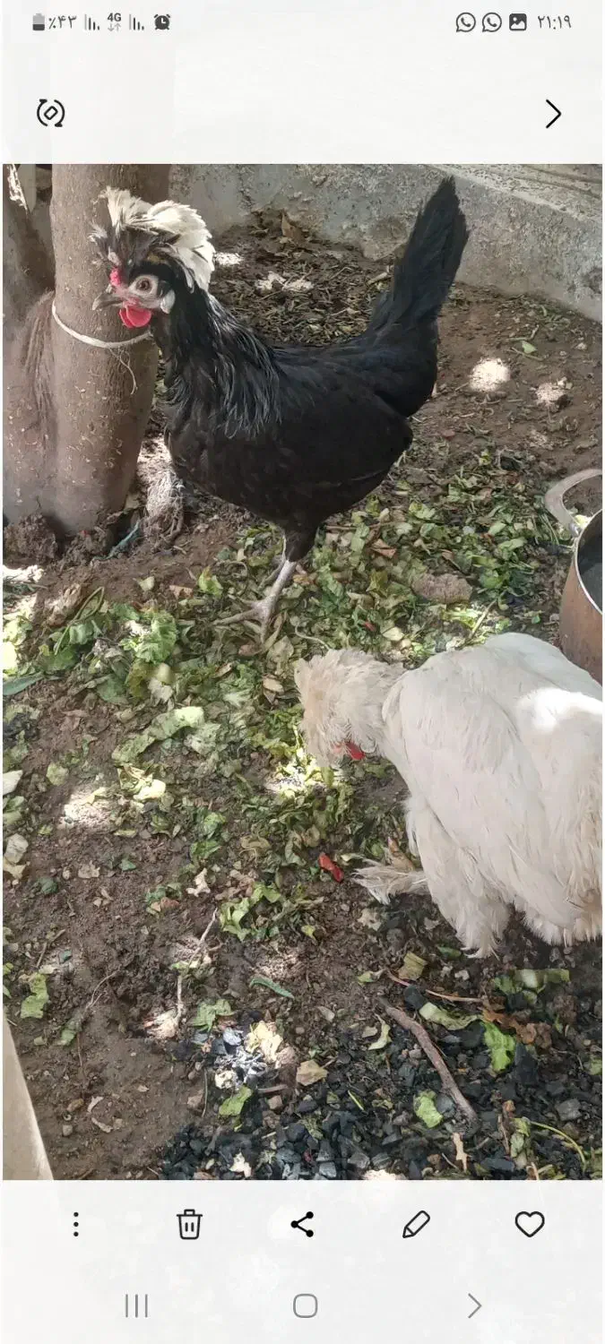 فروش دو عدد مرغ لهستانی|حیوانات مزرعه|شیراز, پشم شیشه|دیوار