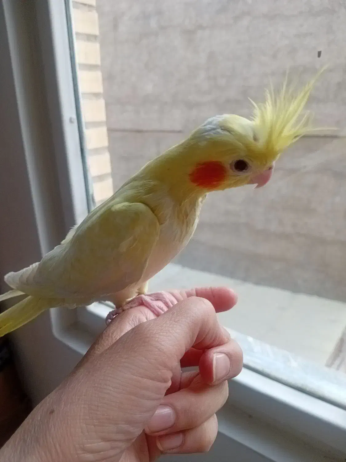 جوجه عروس هلندی لوتینو زعفرونی اصل|پرنده|اندیشه, اندیشه فاز ۱|دیوار