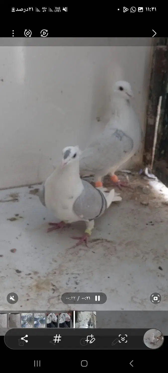 فروشی کبوتر پشتی آلمانی|پرنده|خرم بید, |دیوار