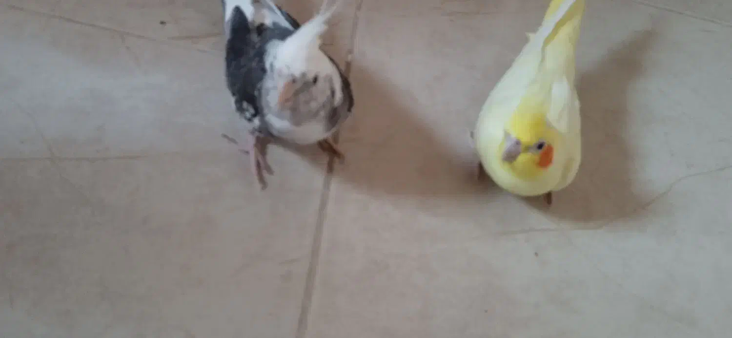 یک جفت عروس هلندی مولد|پرنده|خورموج, |دیوار