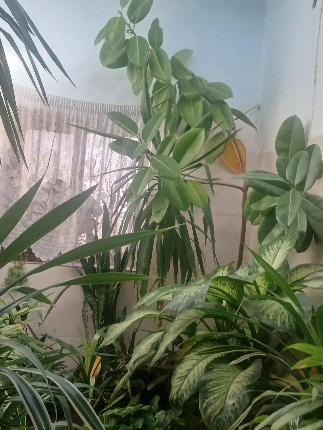 گلهای بسیار شاداب|گل و گیاه طبیعی|باشتین, |دیوار