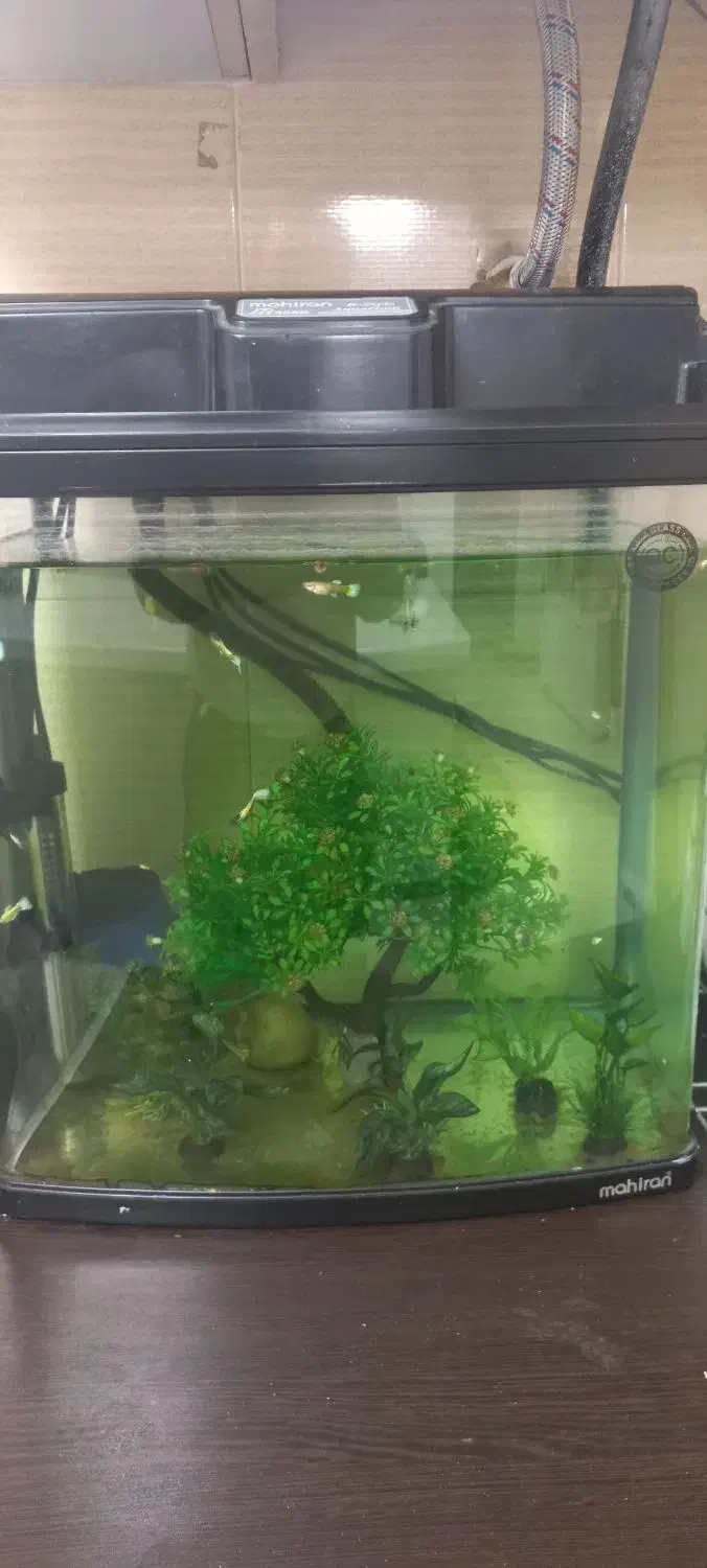 اکواریوم شرکتی|ماهی|فردیس, شهرک ۱۱۰|دیوار