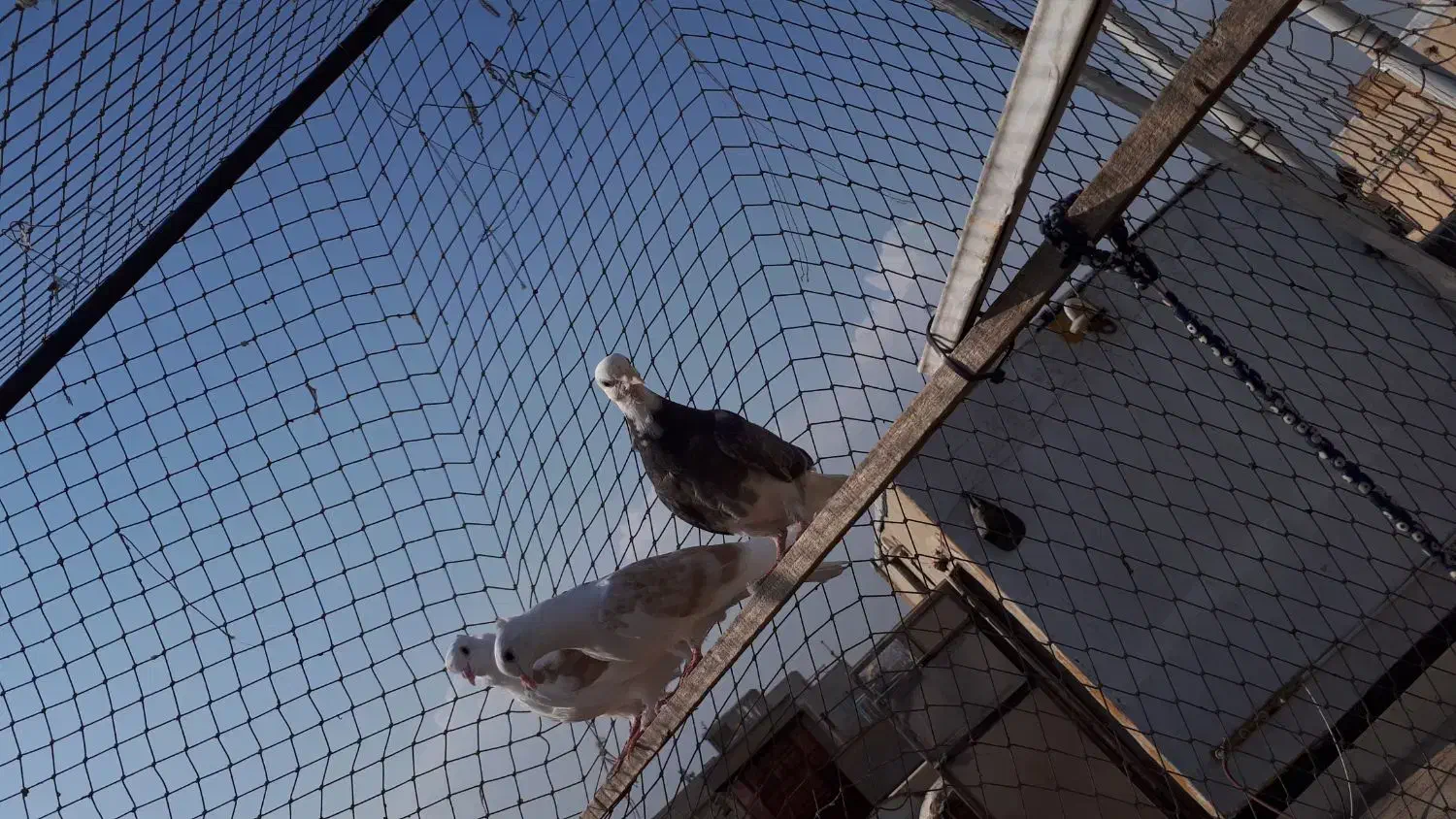 کفتر سالم پرشی|پرنده|تهران, مسعودیه|دیوار