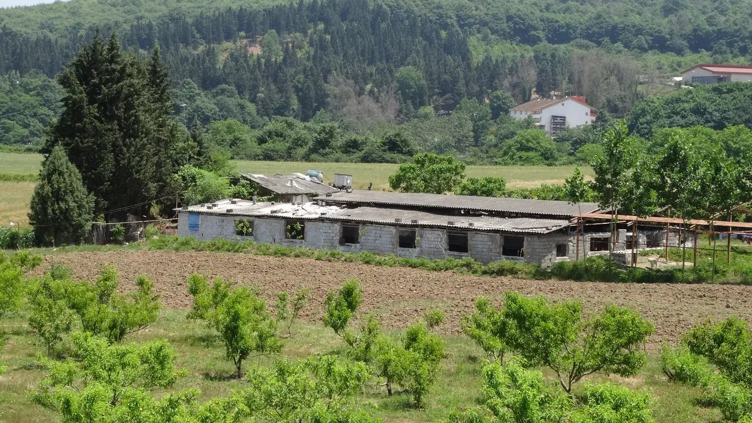 اجاره سوله ۵۰۰ متری دامداری و مرغداری تخم گزار|اجارهٔ دفتر صنعتی، کشاورزی، تجاری|پایین هولار, |دیوار