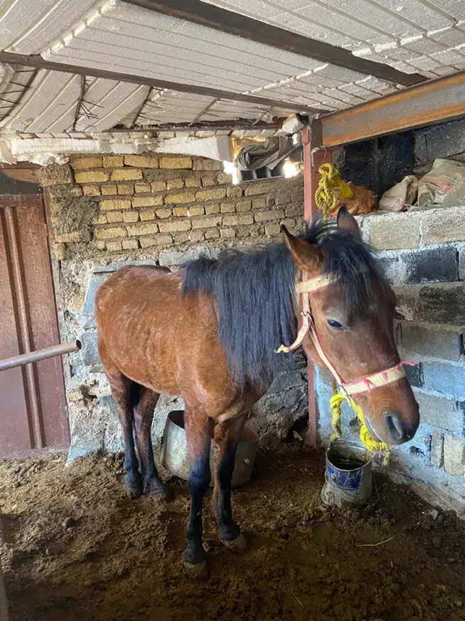 اسب|اسب و تجهیزات اسب‌سواری|تهران, لویزان|دیوار