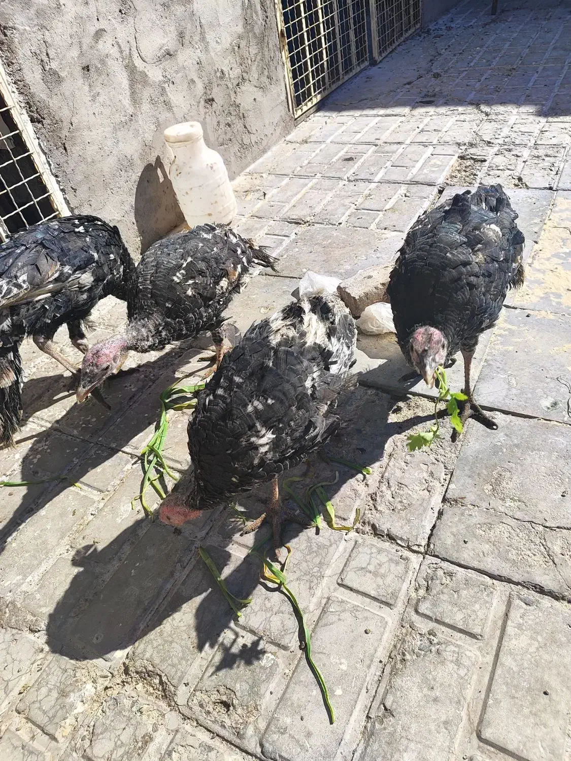 ماده بوقلمون ۳عدد|حیوانات مزرعه|سیرجان, |دیوار