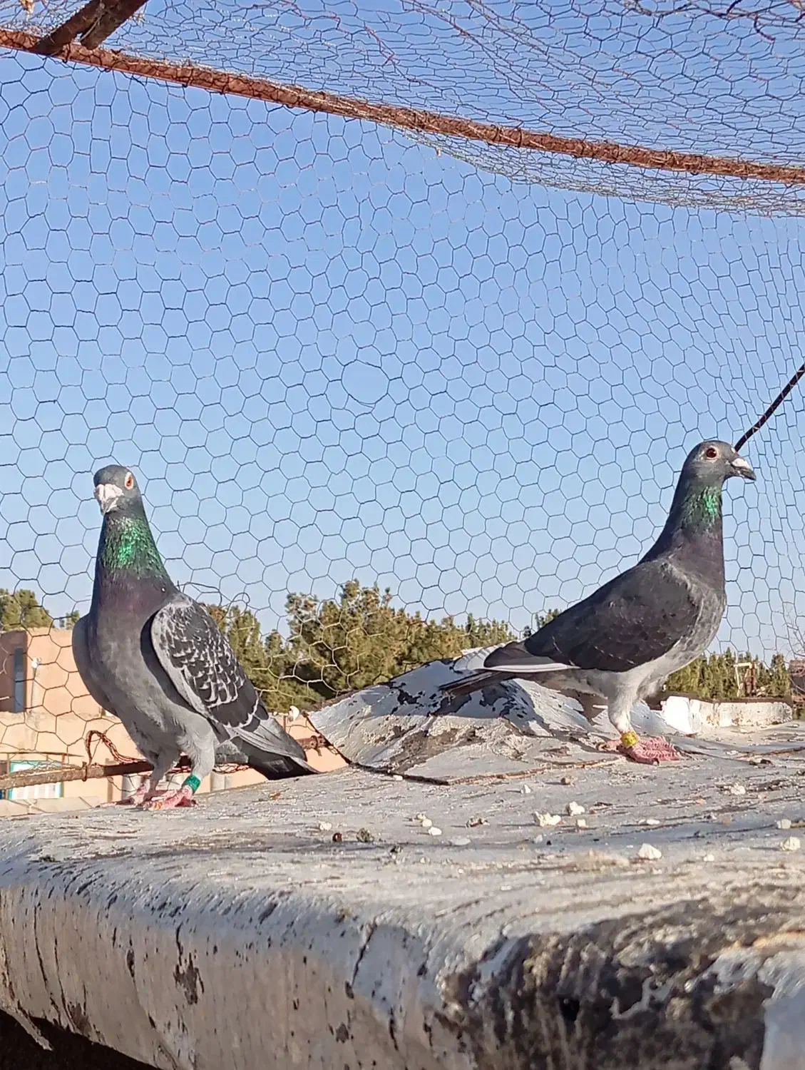 مسافتی|حیوانات|بیرجند, |دیوار