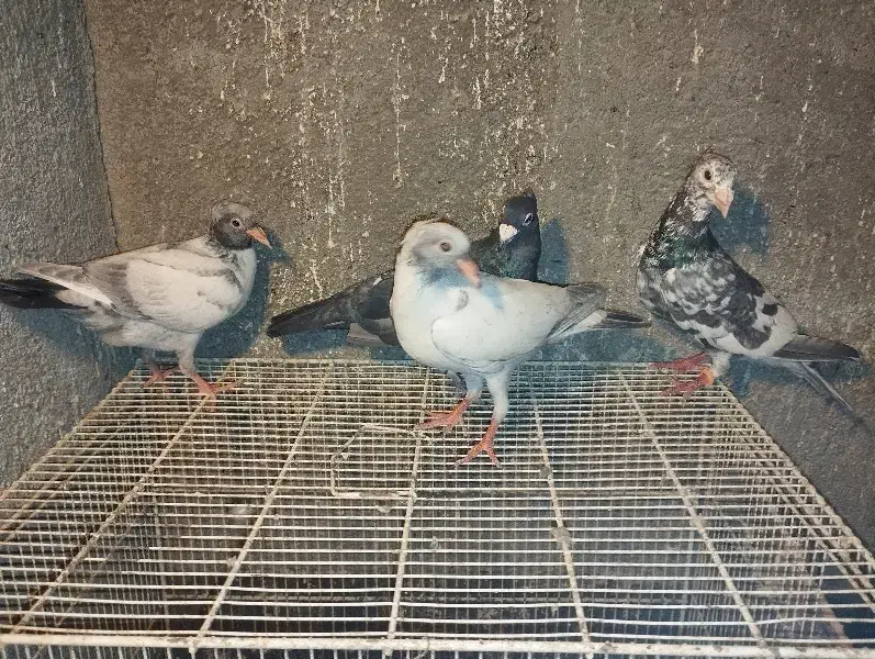 کبوترسار|پرنده|شاندیز, |دیوار