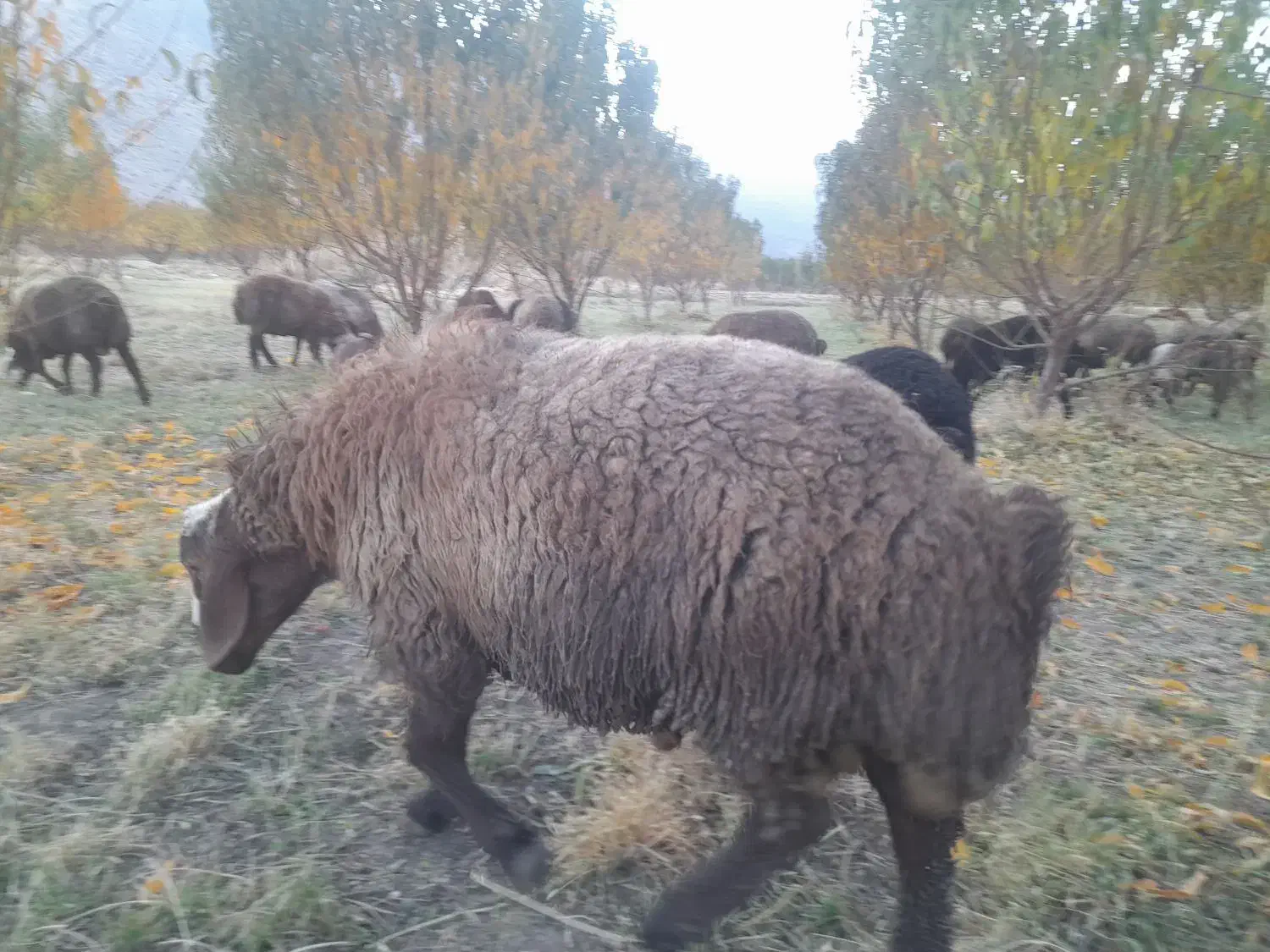 قوچ یا همون ورن|حیوانات مزرعه|بیستون, |دیوار