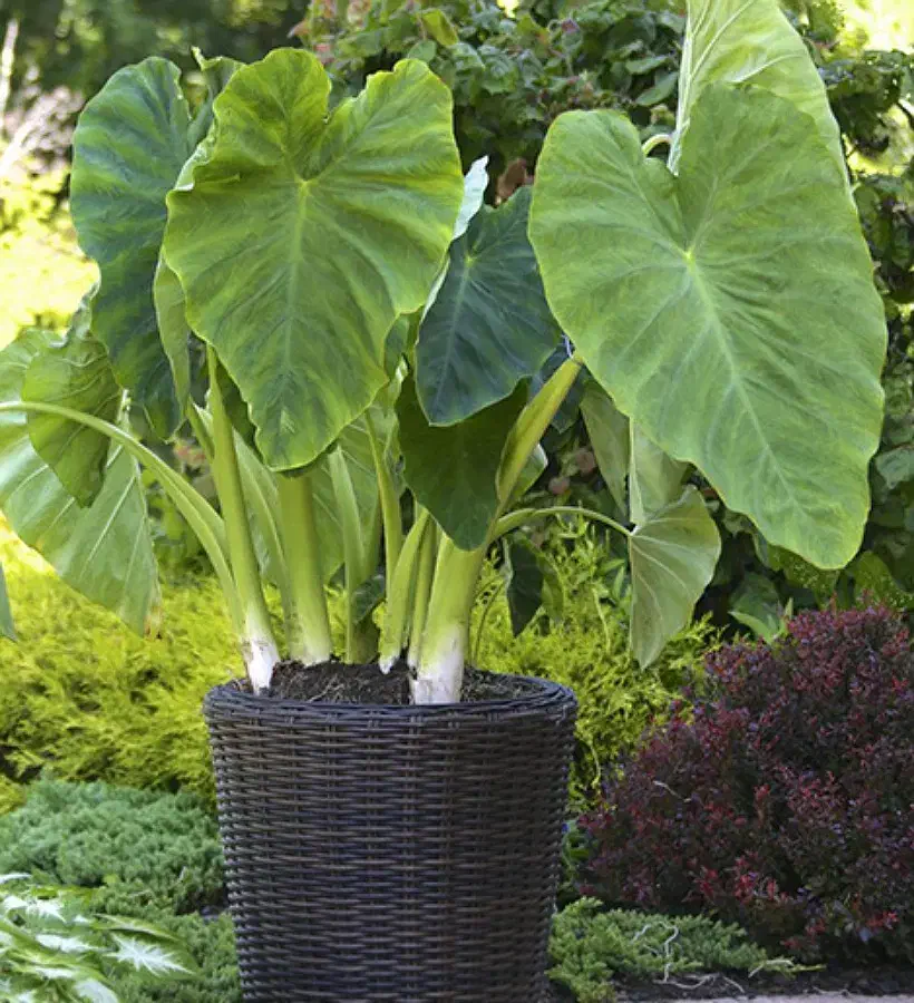 فروش پیاز باباآدم بصورت تکی و تعداد|گل و گیاه طبیعی|تهران, جمال‌زاده|دیوار