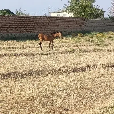 اسب مادیون به همراه کره یکونیم ساله|اسب و تجهیزات اسبسواری|میاندوآب, |دیوار