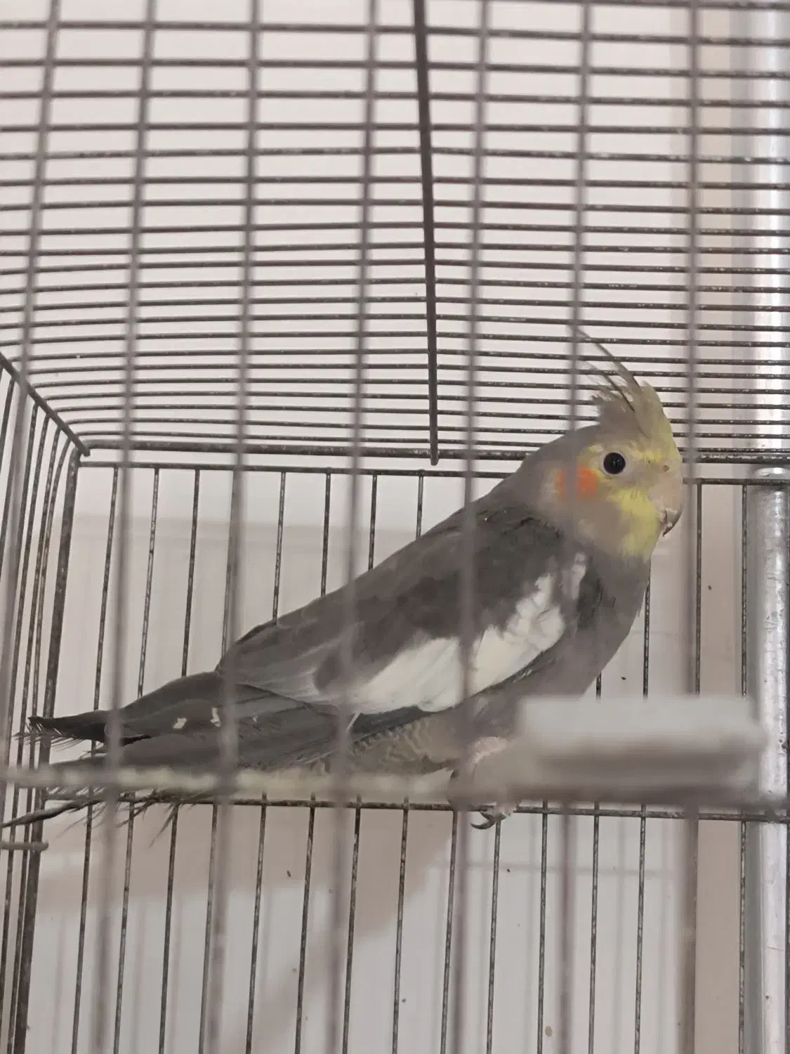 عروس هلندی سینامون مولد|پرنده|آذرشهر, |دیوار