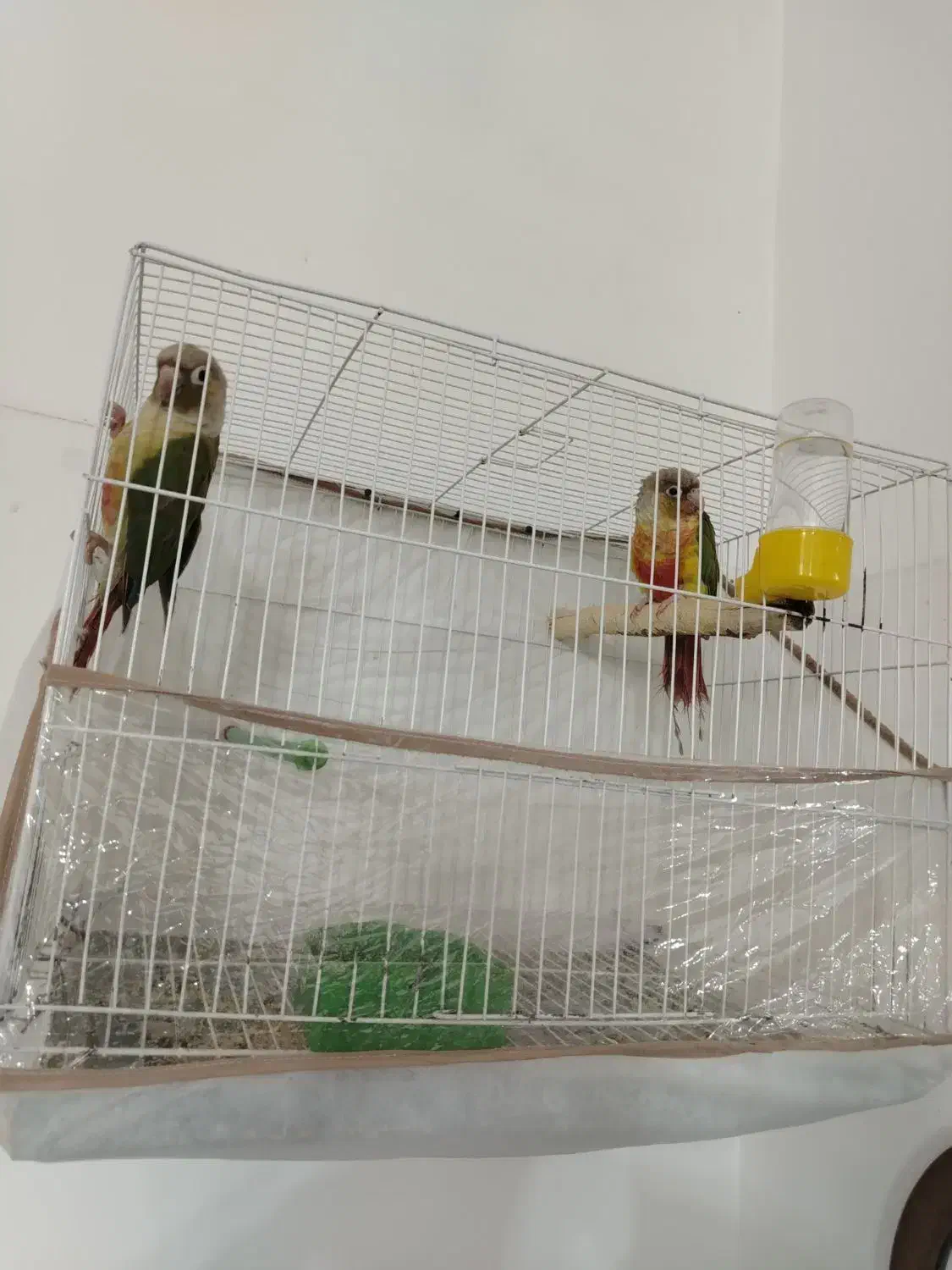 جفت گرینچیک خونگی|پرنده|بیرجند, |دیوار