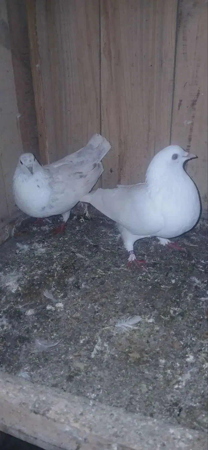 کفتر پرشی|پرنده|فومن, |دیوار