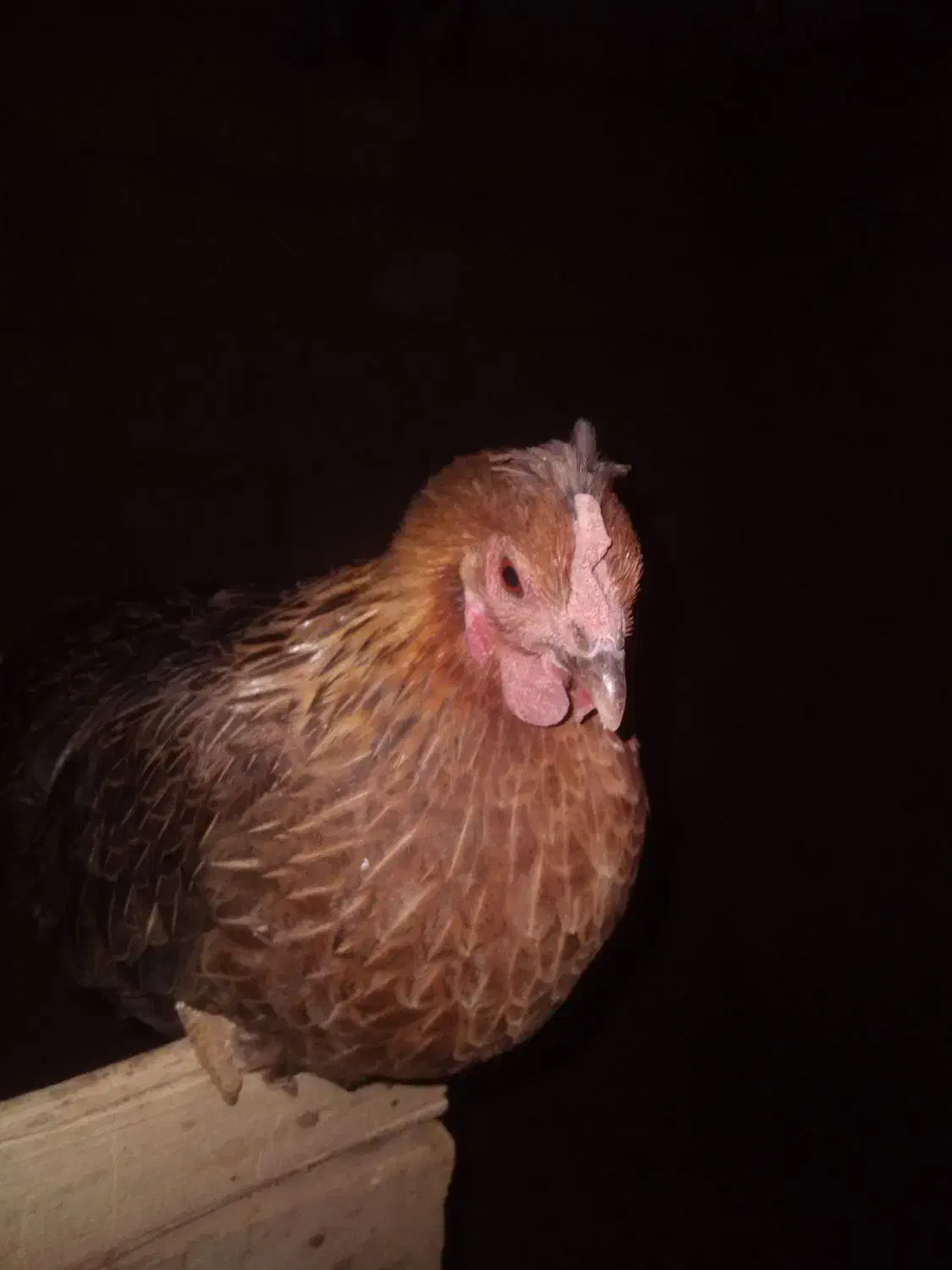 ۶ عدد مرغ تخم گذار لری اصل و یه خروس|حیوانات مزرعه|رومشکان, |دیوار