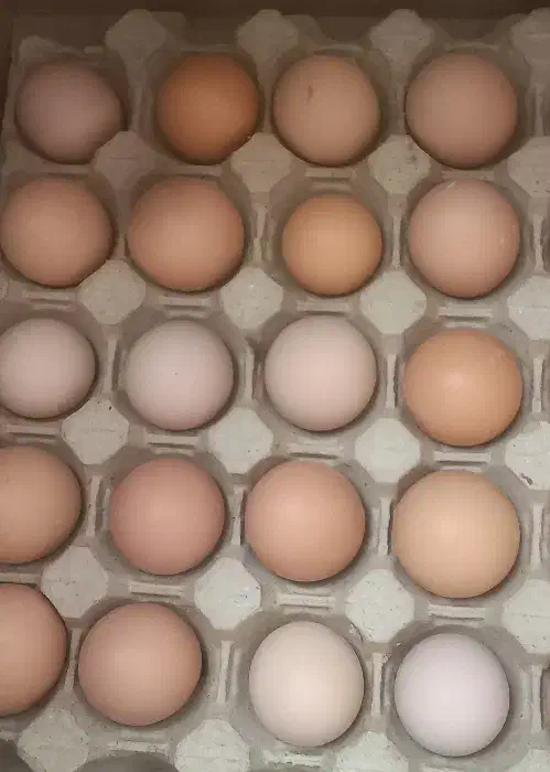 تخم مرغ محلی|خوردنی و آشامیدنی|قوچان, |دیوار