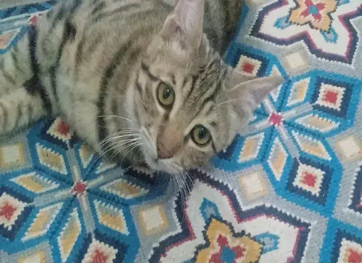 گمشده|گربه|زابل, |دیوار