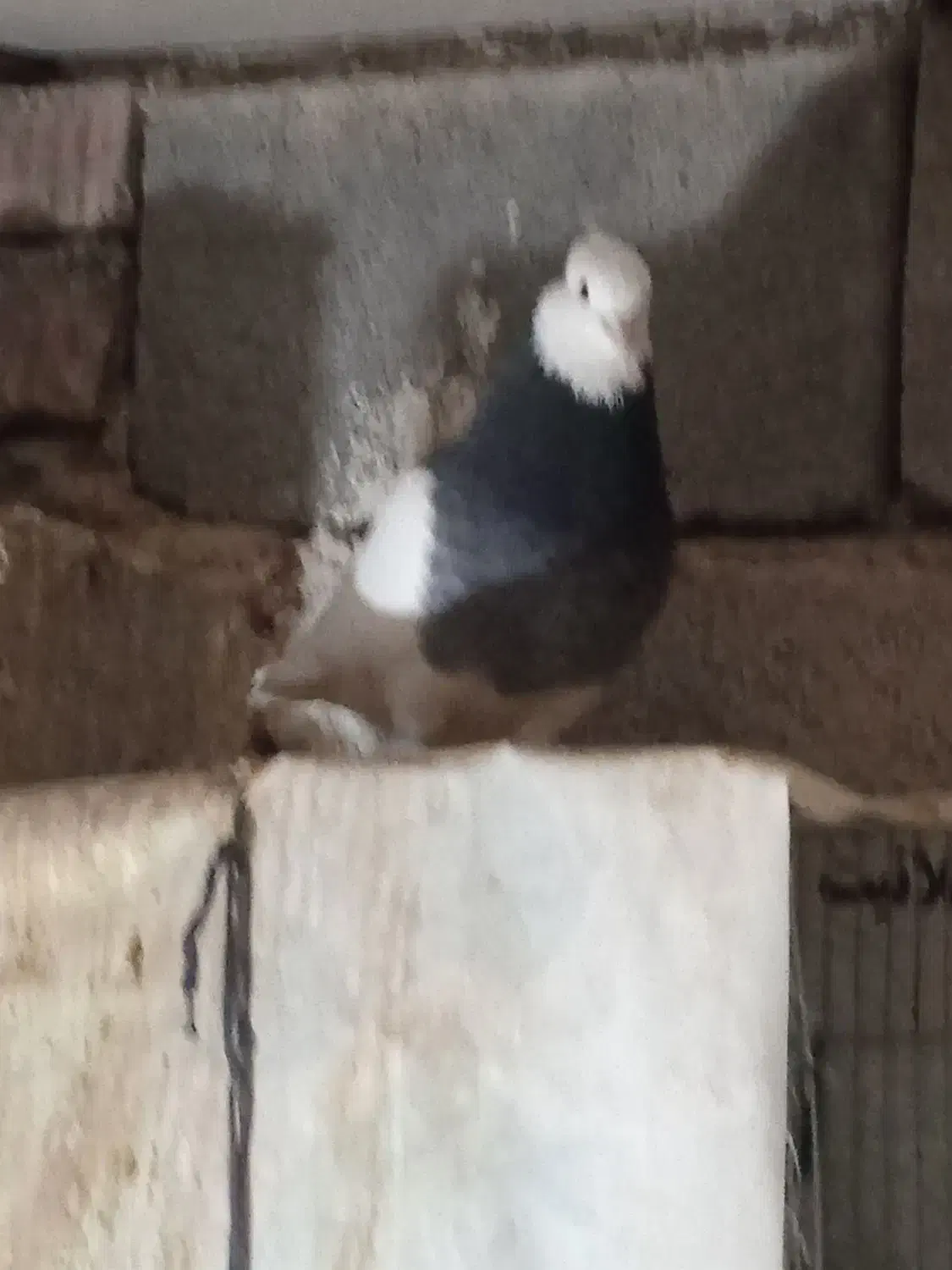 جفت طوقی|پرنده|ارسنجان, |دیوار