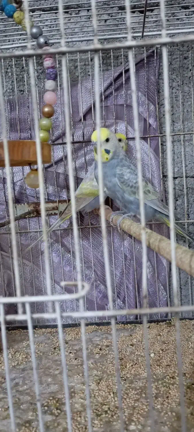 مرغ عشق رینبو|پرنده|بندرعباس, |دیوار