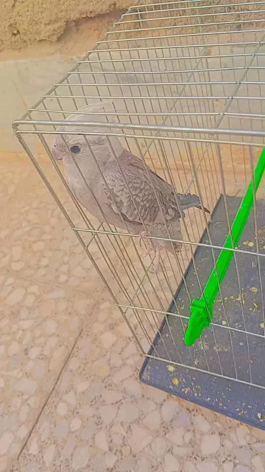 عروس هلندی دستی سراوان|پرنده|سراوان, |دیوار