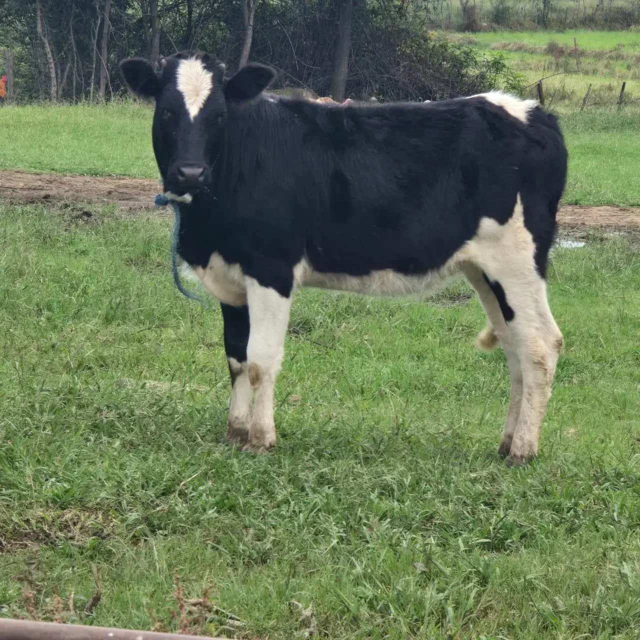 گوساله دورگ هلشتاین|حیوانات مزرعه|رشت, بازار|دیوار