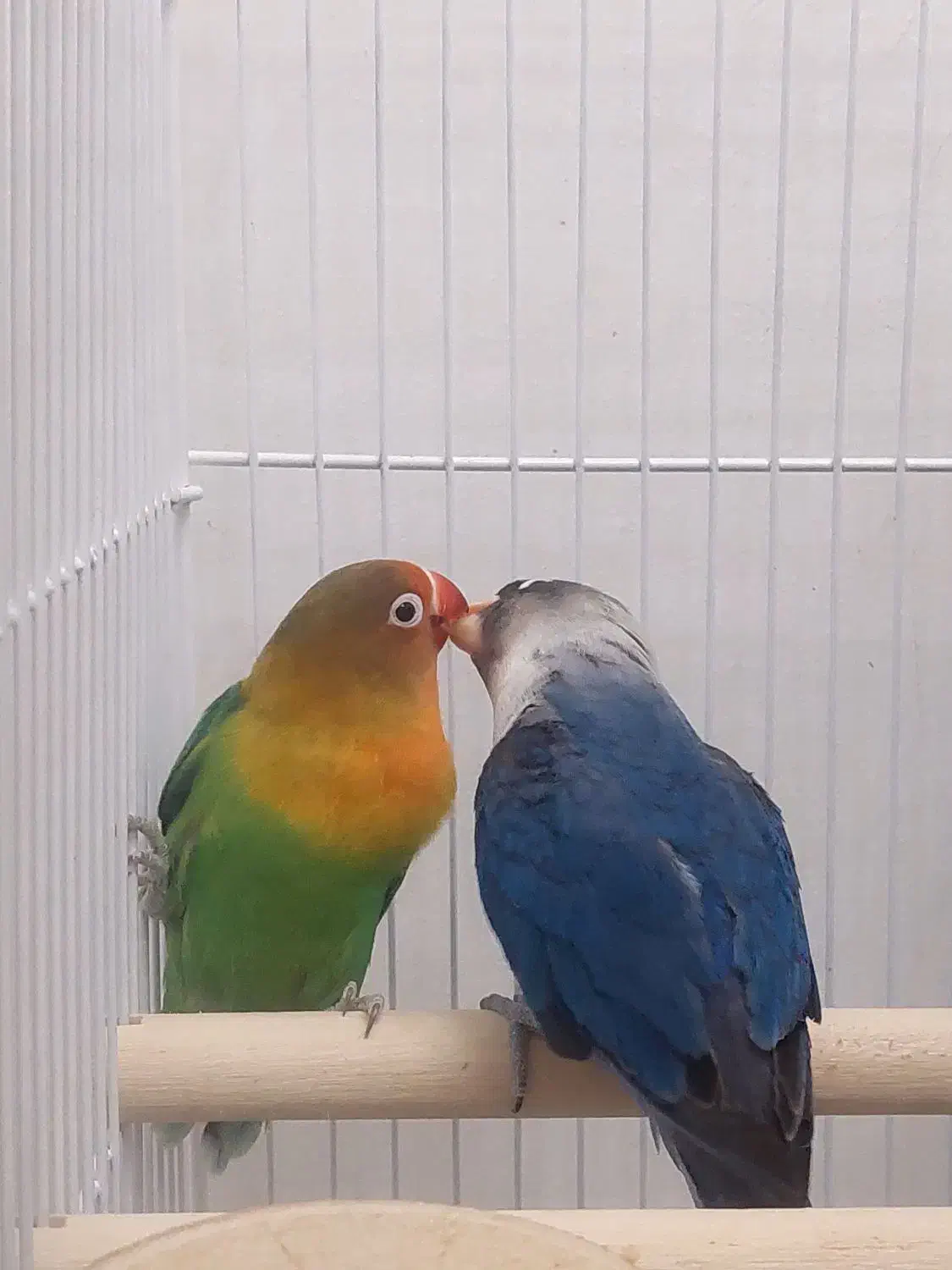 طوطی برزیلی|پرنده|نوشهر, |دیوار