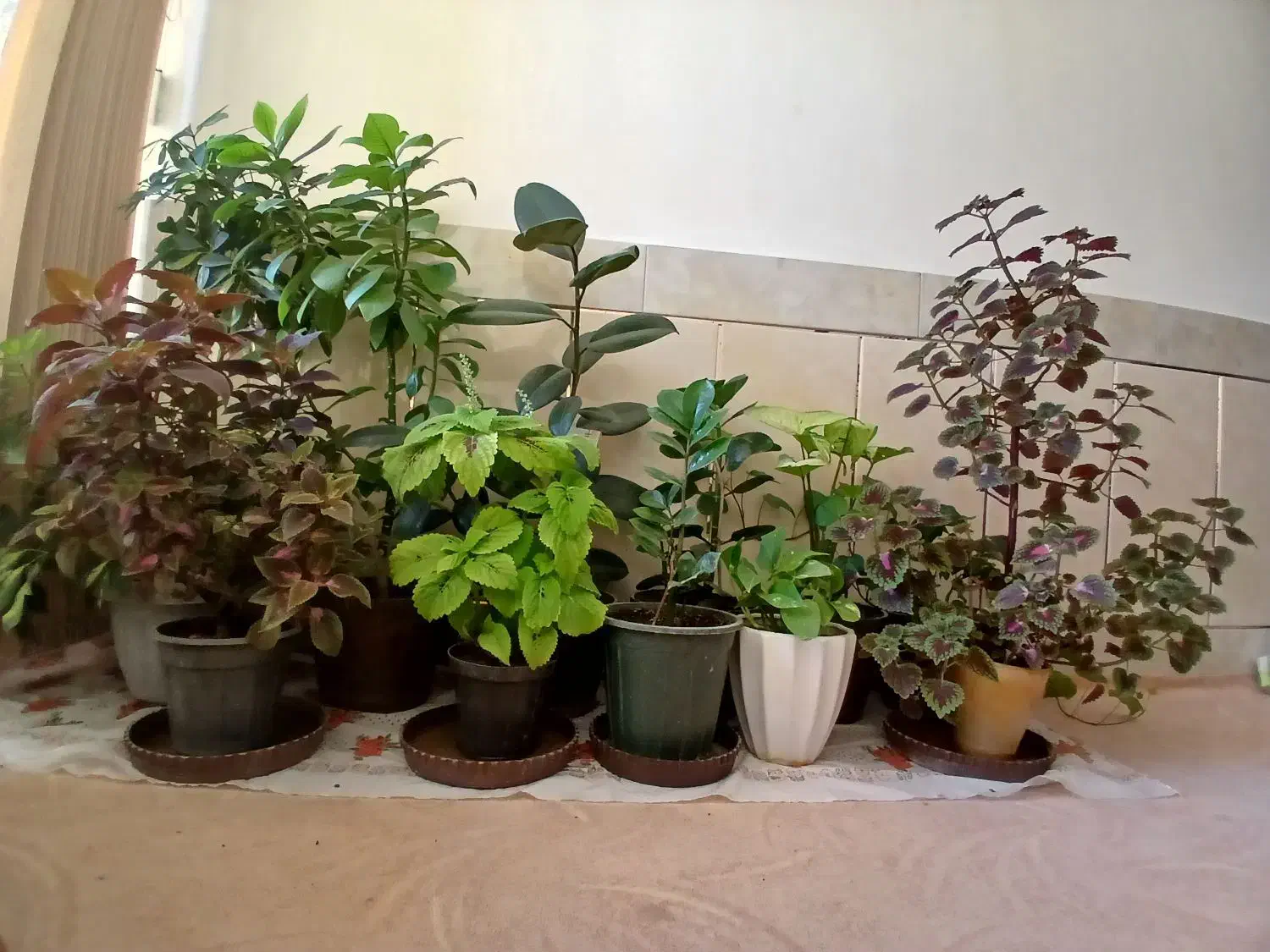 گلهای بسیار زیبا|گل و گیاه طبیعی|شهرکرد, |دیوار