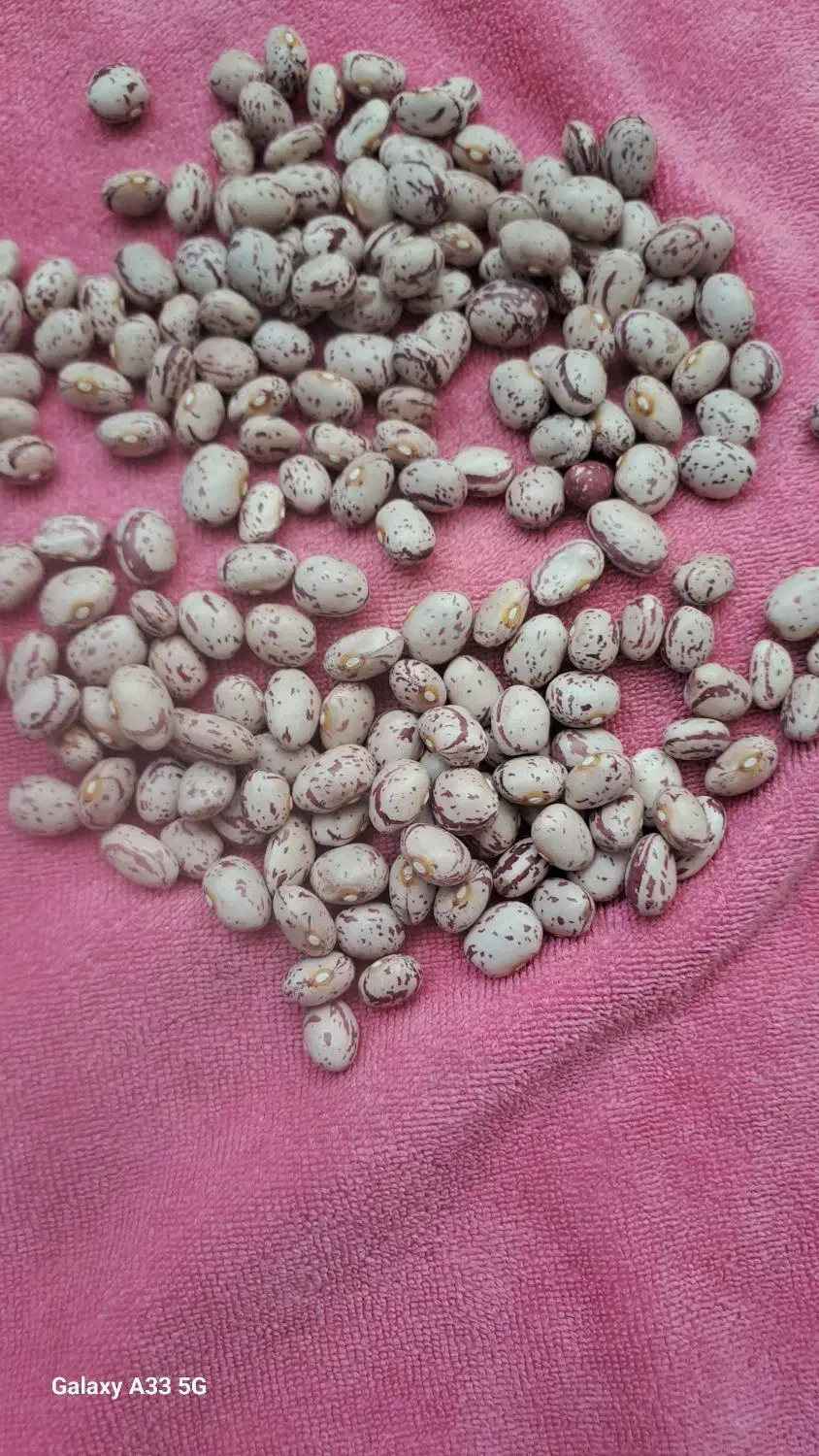 لوبیا چیتی|خوردنی و آشامیدنی|دهگلان, |دیوار