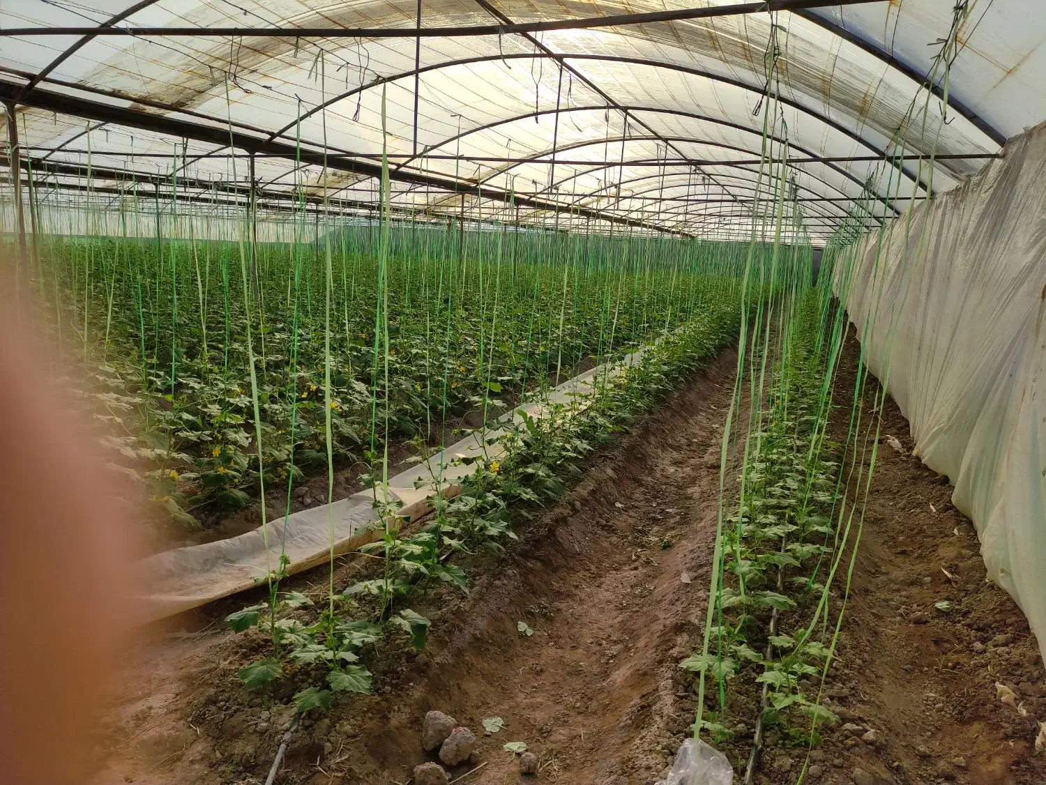 فروش گلخانه و باغ بزرگ|فروش دفتر صنعتی، کشاورزی، تجاری|گرمسار, |دیوار